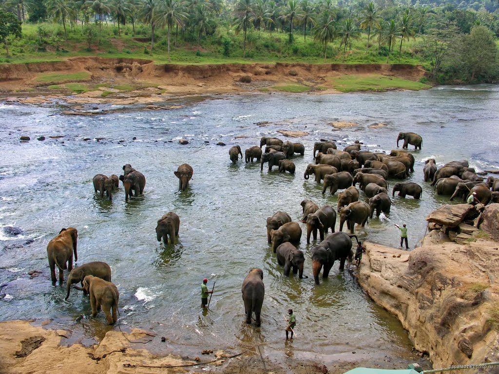 Sri Lanka Pinnawala Elephant Orphanage by Paparazzi Stas