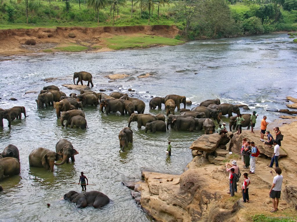 Sri Lanka Pinnawala Elephant Orphanage by Paparazzi Stas