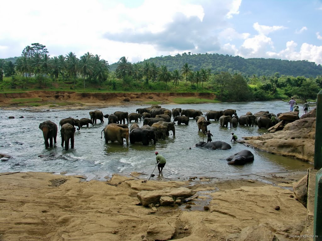 Sri Lanka Pinnawala Elephant Orphanage by Paparazzi Stas