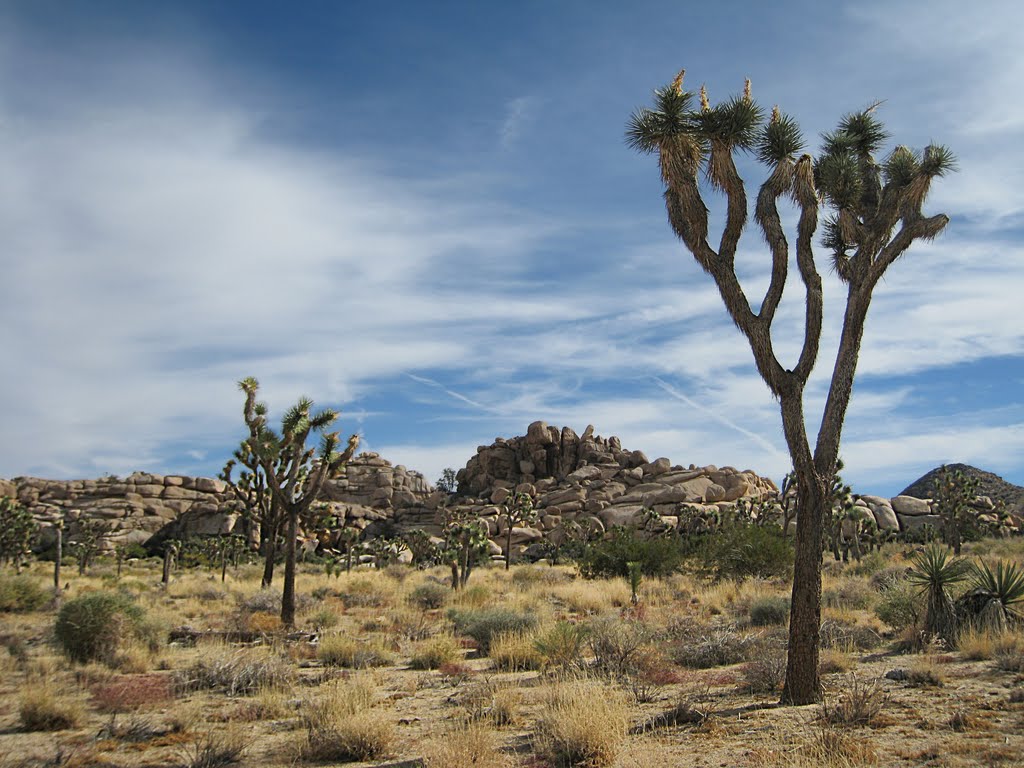 Joshua tree by neuralstatic