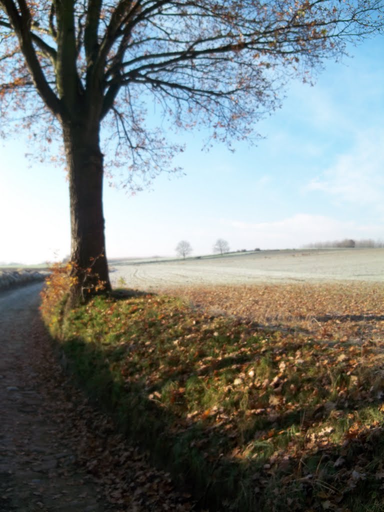 Merbeekse delleweg nov 2010 by tolstoij