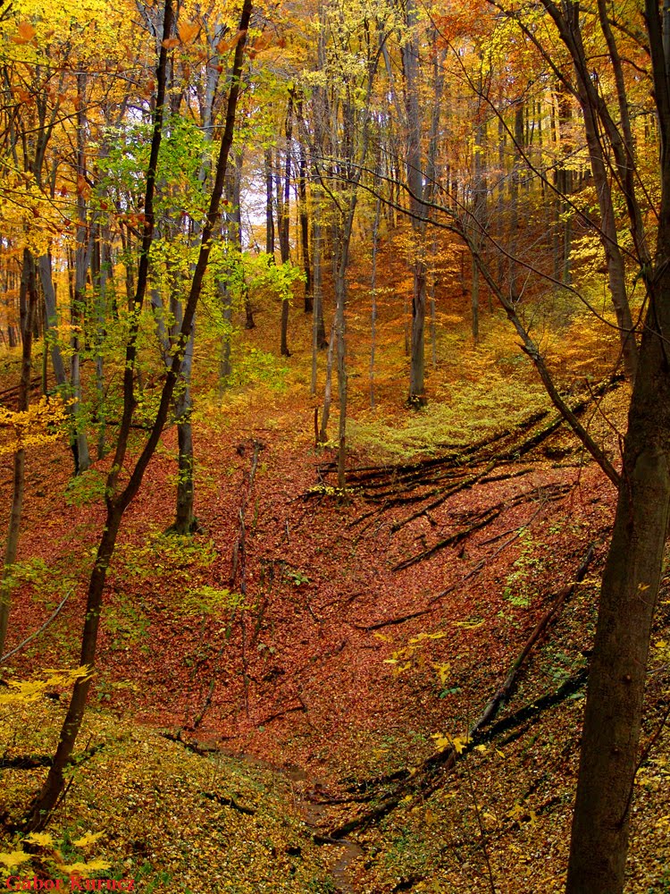 Autumn in Mecsek...- Ősz a Mecsekben... by Gábor Kurucz