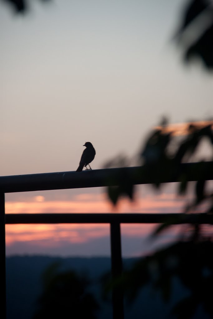 Bird in Cornell by wangting