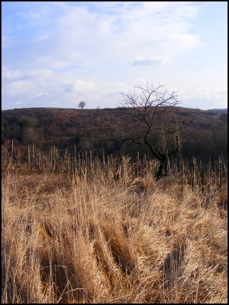 A lispei szőlőhegyen by agotai