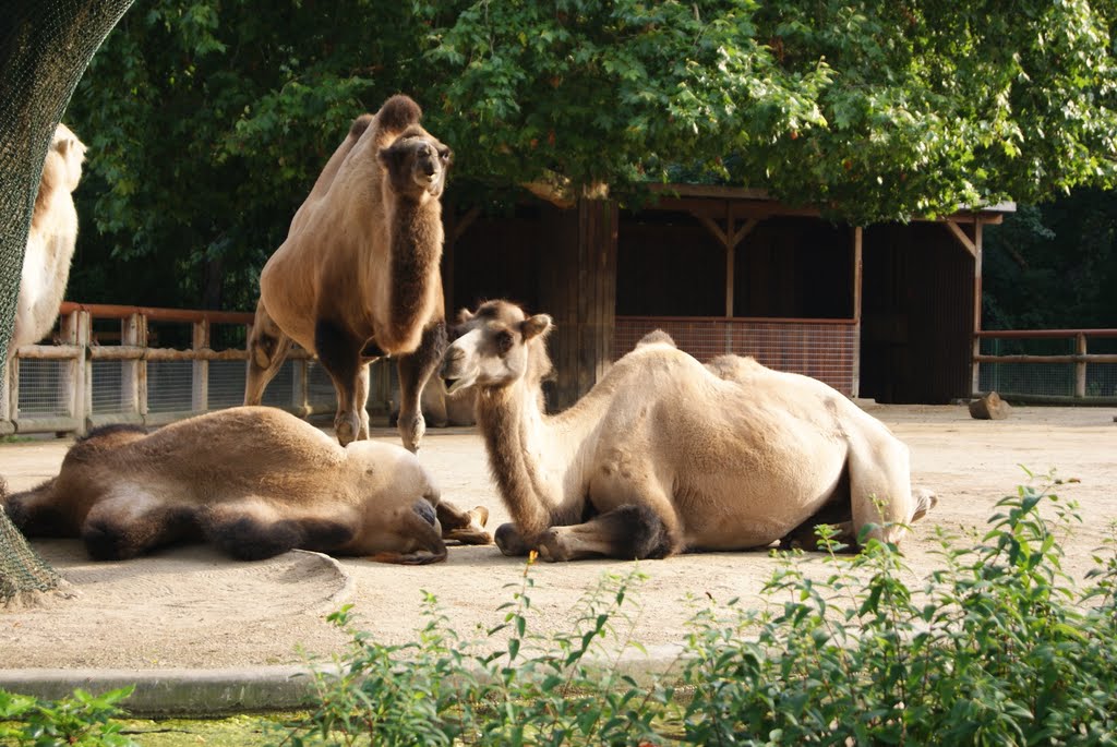 フランクフルトの動物園、zooのラクダ by Tomato Juice