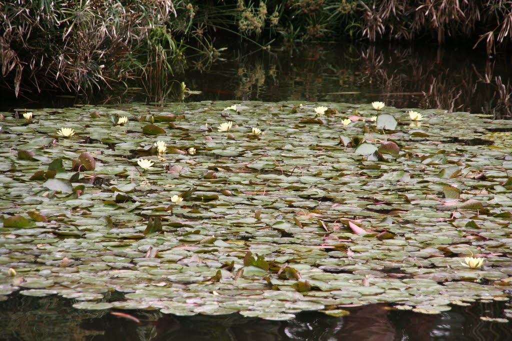 Pond in Loro Parque by Alexander_121