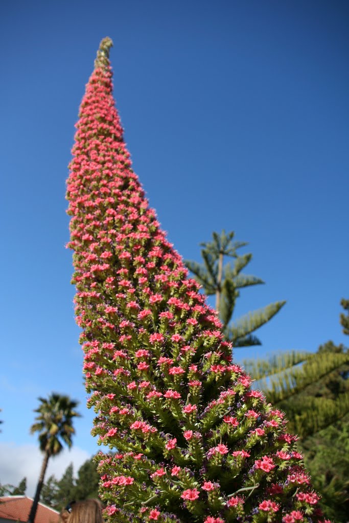 Tenerife red bugloss by Alexander_121