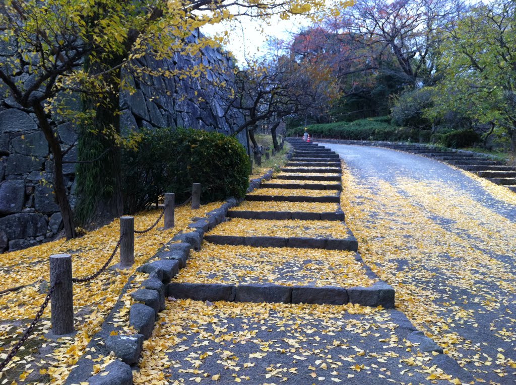 福岡　舞鶴公園　銀杏　Maidenhair tree of maizuru park in Fukuoka,Kyusyu,Japan.2010.Landscape. by 表野豊