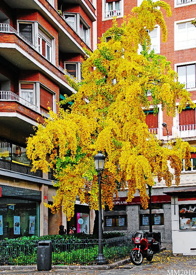 Alberto Aguilera, otoño by Mariano Mellado