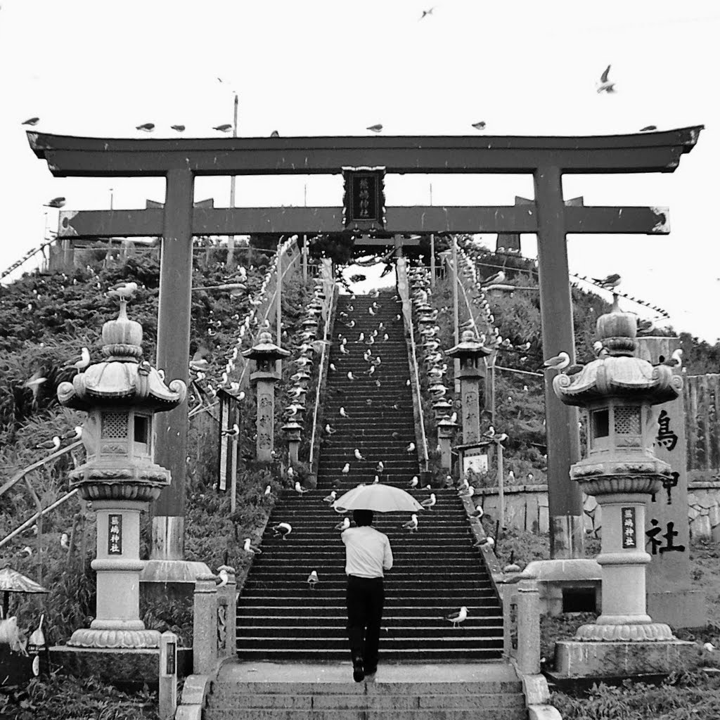 Kabushima - Black-tailed gull's breeding area (Umbrella to defend body from attack with excrement) by myscenery