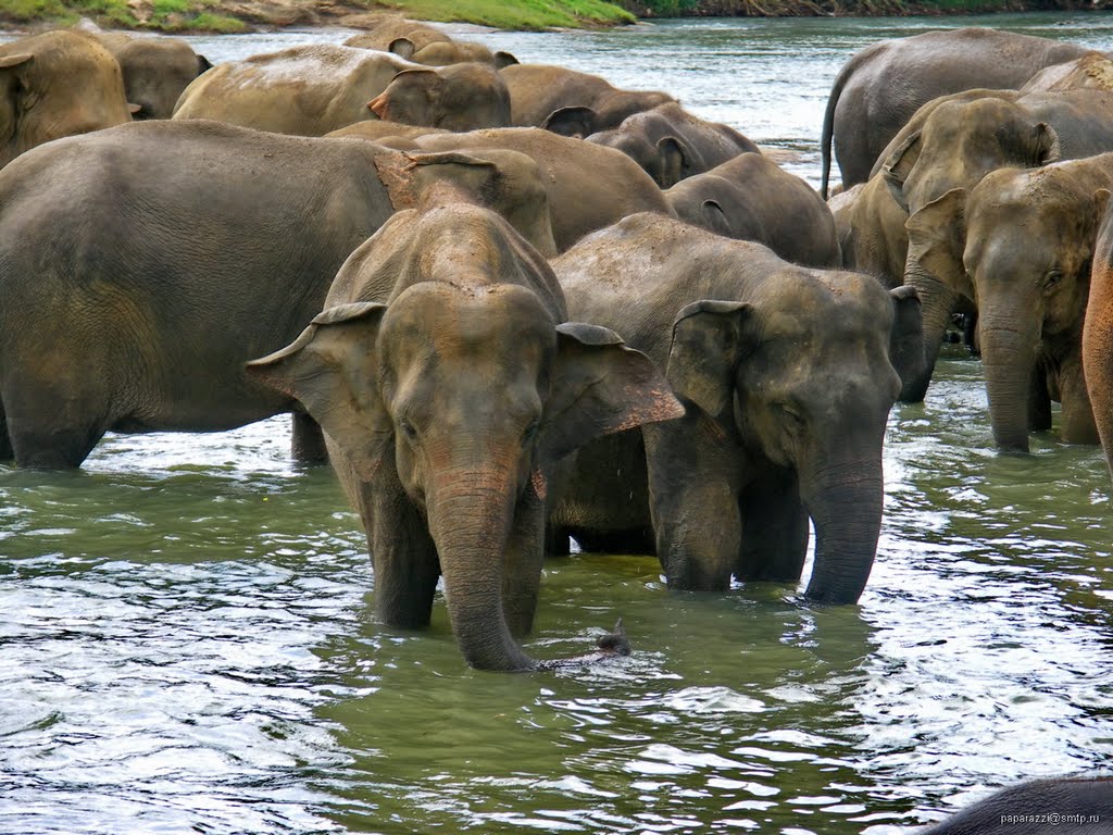 Sri Lanka Pinnawala Elephant Orphanage by Paparazzi Stas