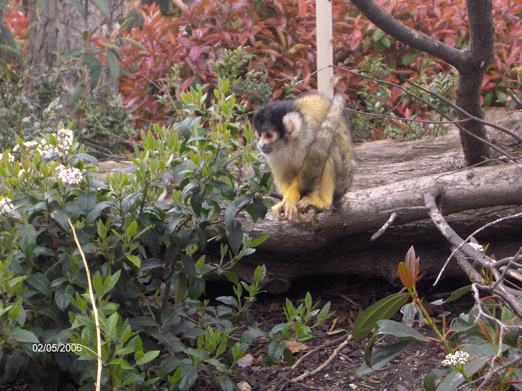 Squirrel monkey by SonyaM