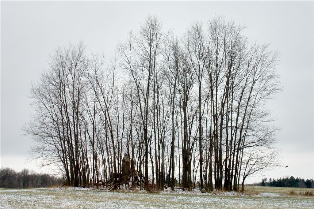 Clump of Trees - Dec 2, 2010 by allanlewicki