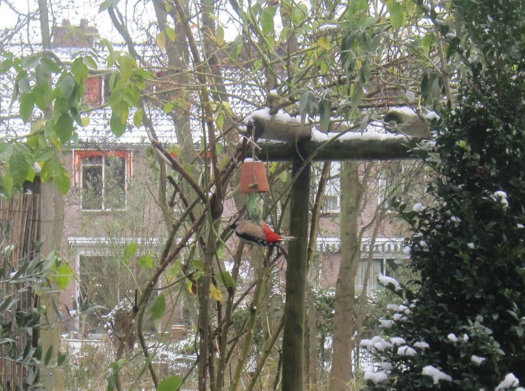 Kleine bonte specht aan mezenbol by Paulette