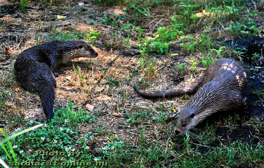 Otter park - Vidrapark... Lábod DSC_4462-1 by A. Zoltán Sárdi (pho…