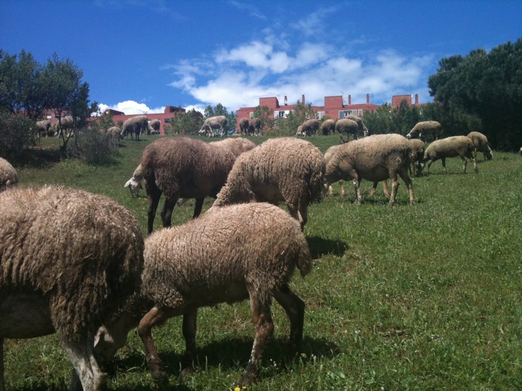 Ovejas en el Parque de la Riera de Sant Cugat, en Canaletas by Miguel Ángel Contrer…