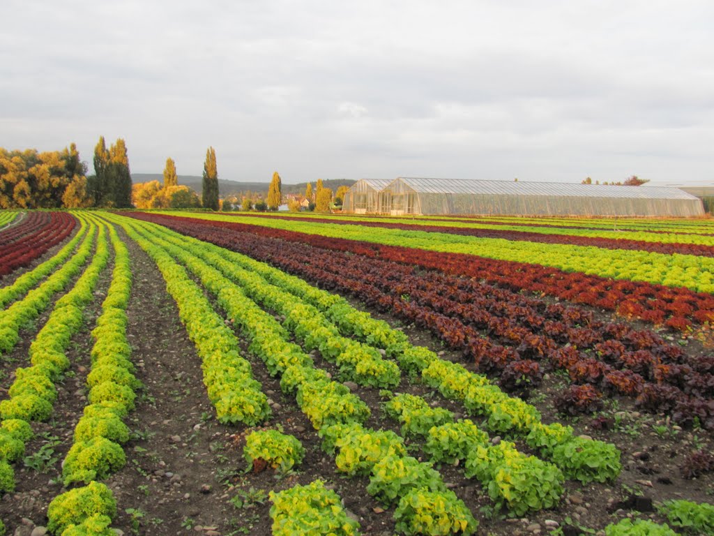 Konstanz Farm by shc546