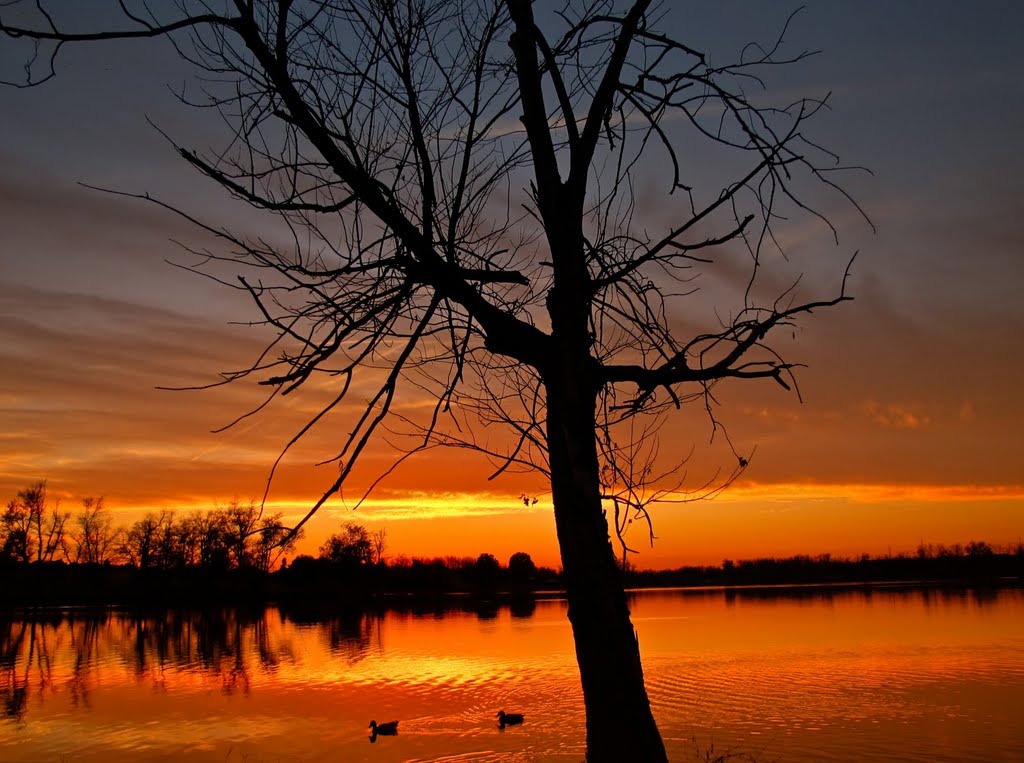 Golden Sunset and Silhouettes of Ducks 2 - Jacobson Park (Lexington, KY) Autumn 2010 by Kalin Ranchev