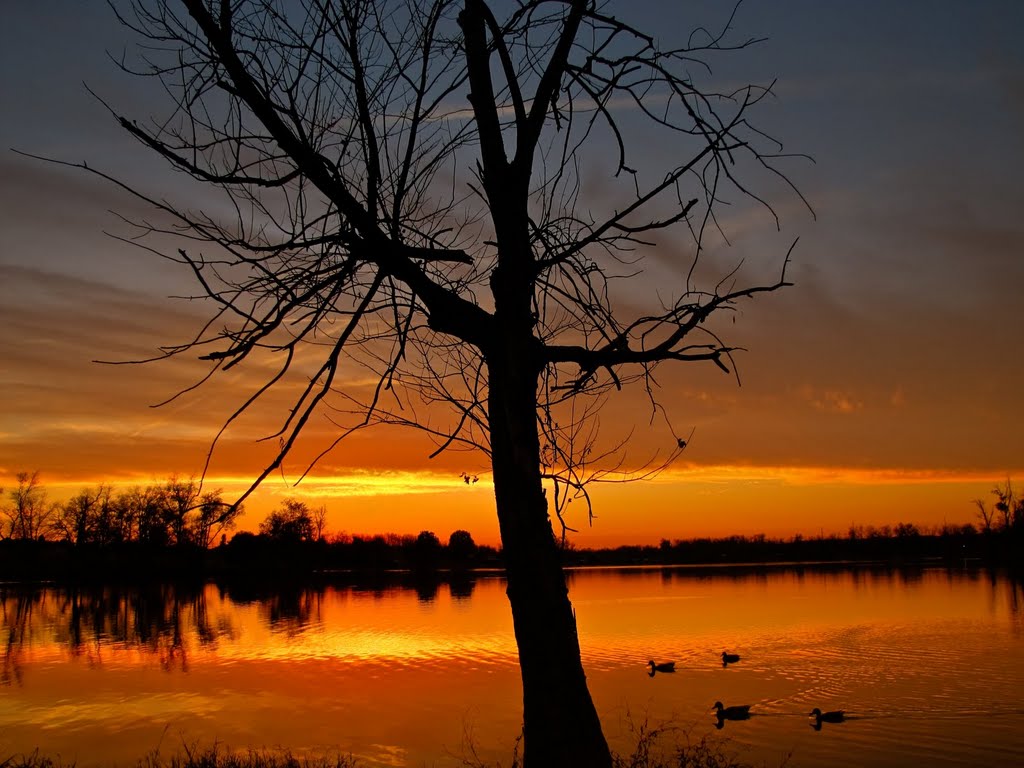 Golden Sunset and Silhouettes of Ducks 1 - Jacobson Park (Lexington, KY) Autumn 2010 by Kalin Ranchev