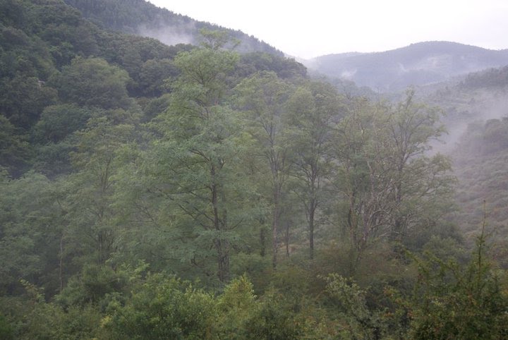 Bosque de la Cubilla - Cantabria ( España ) by Nagore Martín