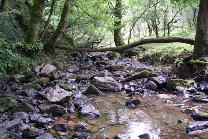 Bosque de la Cubilla - Cantabria ( España ) by Nagore Martín