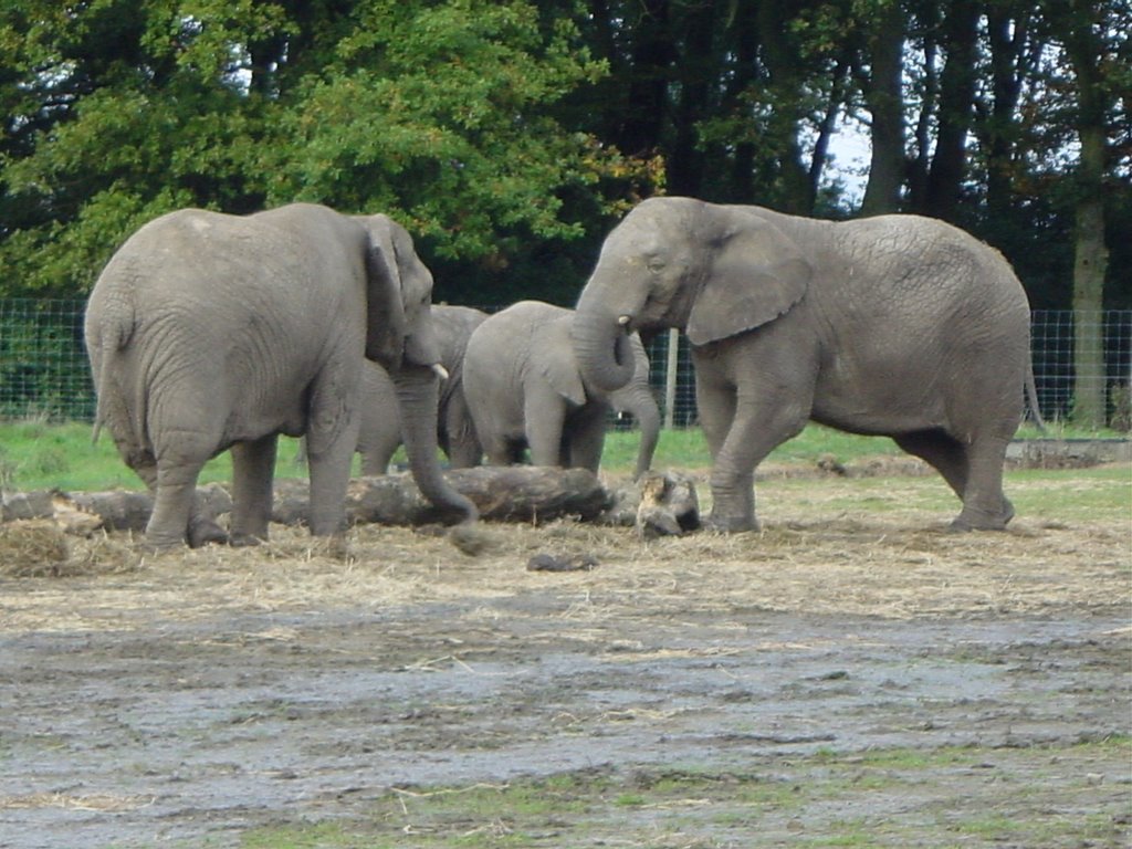 Knowsley Safari Prescot by Waheed Ashraf