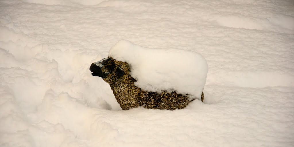 Snow Coat. by Bob McCraight