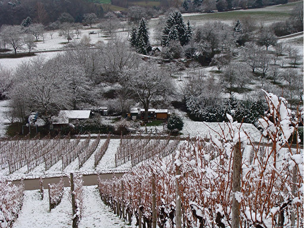 Weinbaugebiet Staig by Mamoe