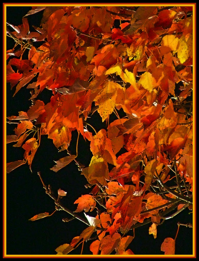 Autumn Blaze Maple set against the night sky by Kevin Childress