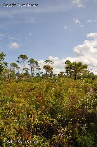 Luyaca National Park by Styve Reineck