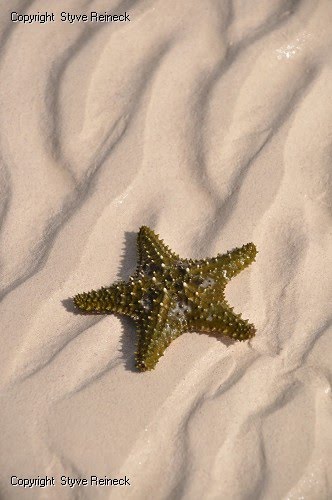 Golden Rock Beach by Styve Reineck