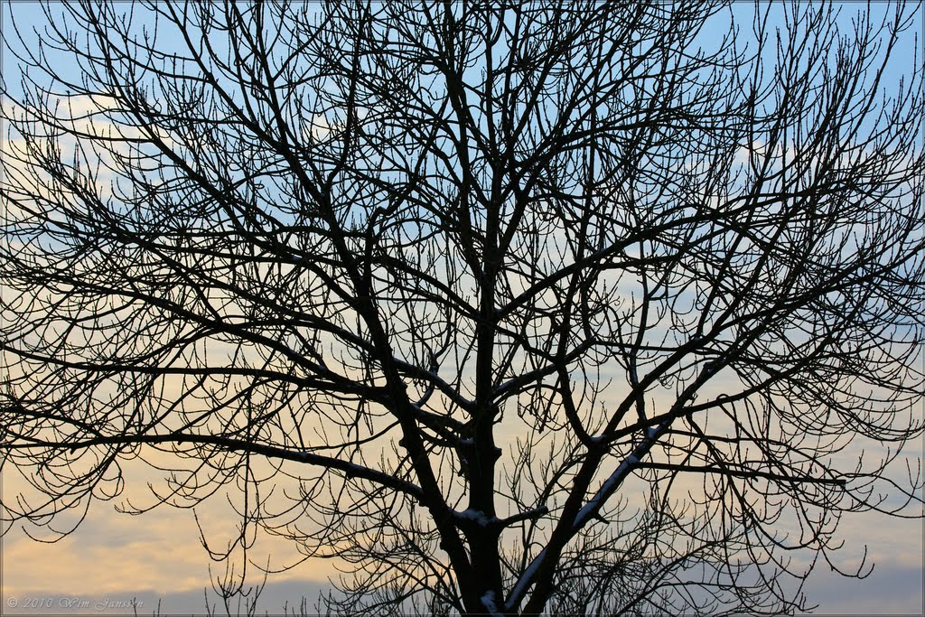 All leaves are gone - Het Goor, Mierlo-Hout, Helmond, The Netherlands by Wim Janssen