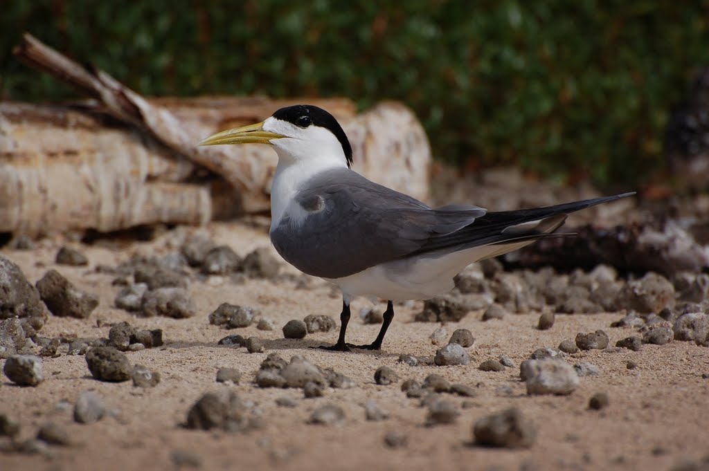 Crested tern (Sterna bergii) by Andrey Varlamov