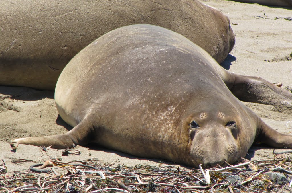 Elephant seals by NyDogluver