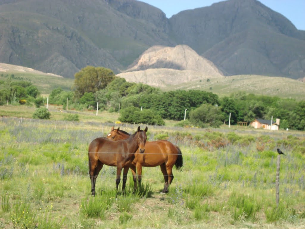 Caballos en la gruta by fatyenlagruta