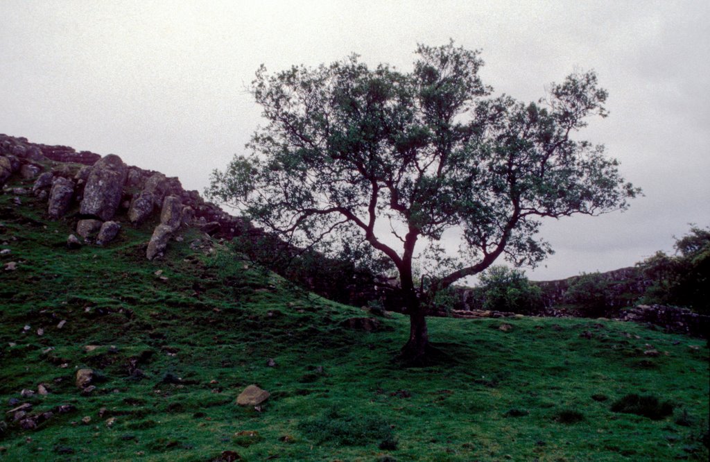 Hadrian´s Wall and Tree by buzzard525