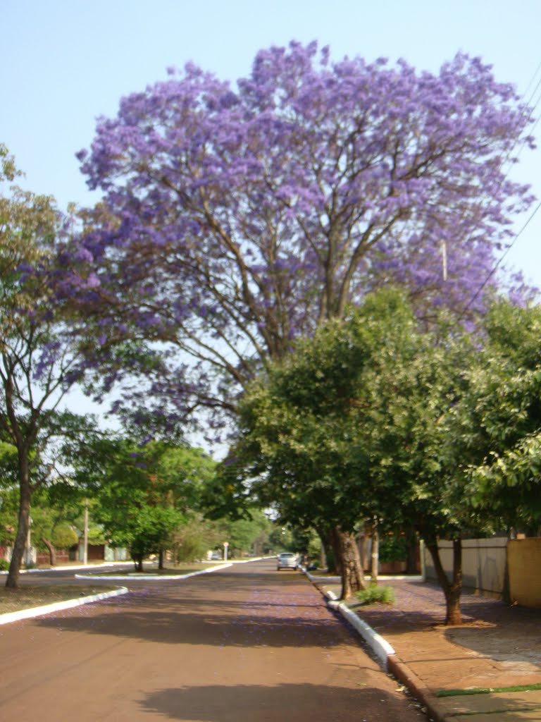 Jacarandá Mimoso - Dourados - MS - Brasil by Paulo Yuji Takarada