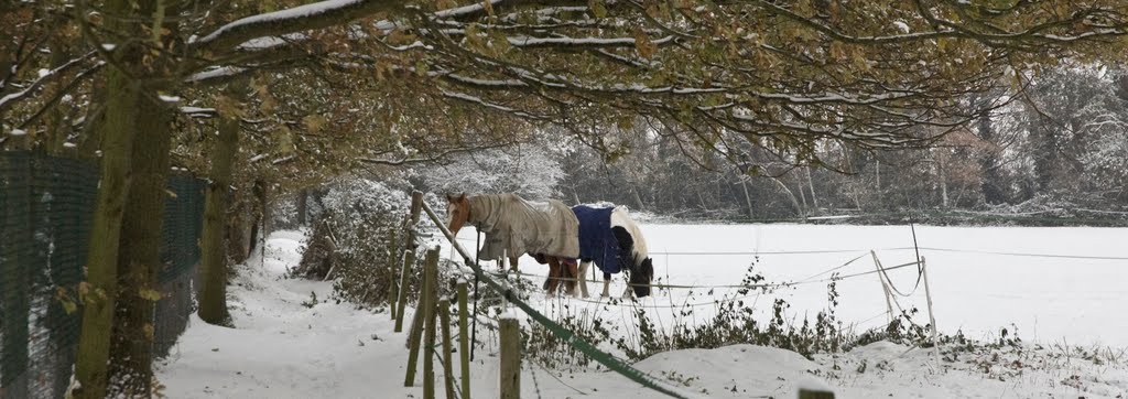 Home field Horses by Alladell