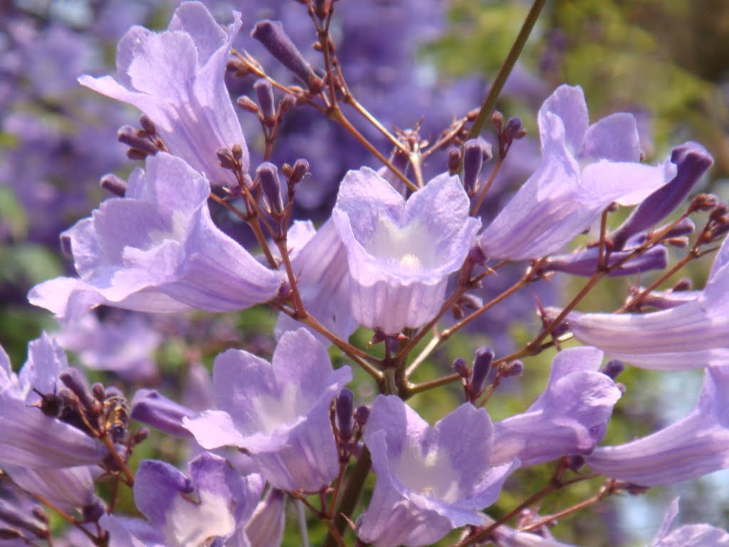 Flor de jacarandá mimoso - Dourados - MS - Brasil by Paulo Yuji Takarada