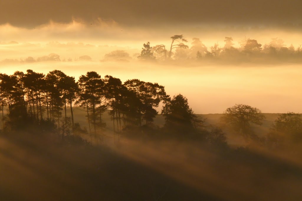 Sunrise, Newlands Corner, Misty Morning by Tim Stocker