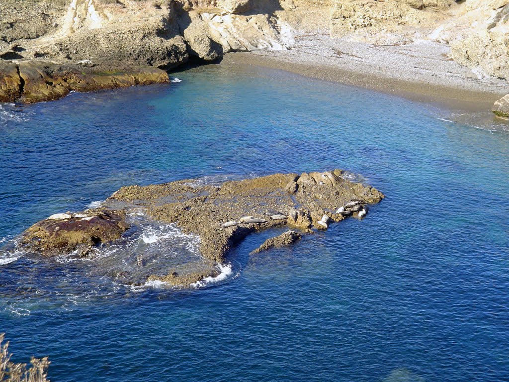 Point Lobos Seals by Andrew Baran