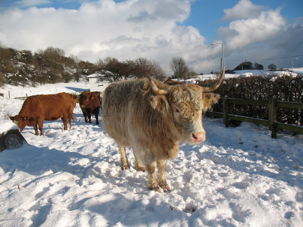 Friendly Cattle : Penshaw : Sunderland by Calroy