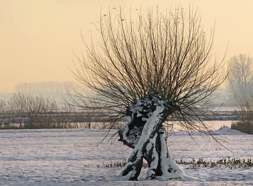 Alte Kopfweide auf einer verschneiten Wiese in Haseldorf-Scholenfleth by JulianeHerrmann1