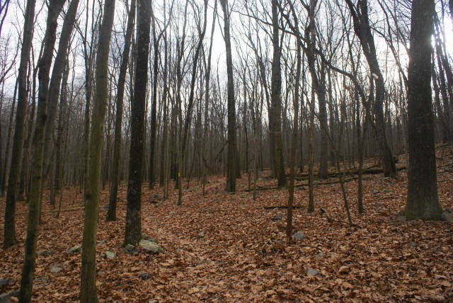 Horse Shoe Trail at Hopewell Furnace National Historic Site by EHJ666