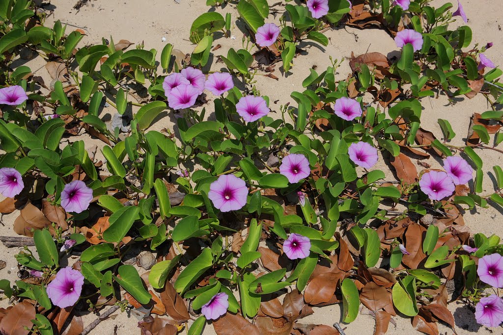 Flowers on the beach by Hubert Zumbach