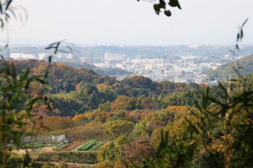 氷取沢市民の森から by One7