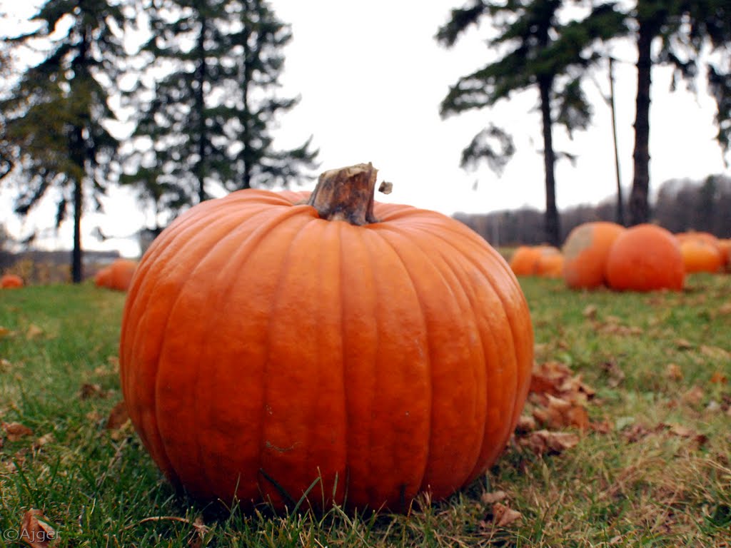 Pumkin by Naim Ajger