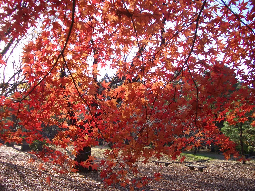 Autumn colors in Toukyou Koganei park (1) by 紅の翼