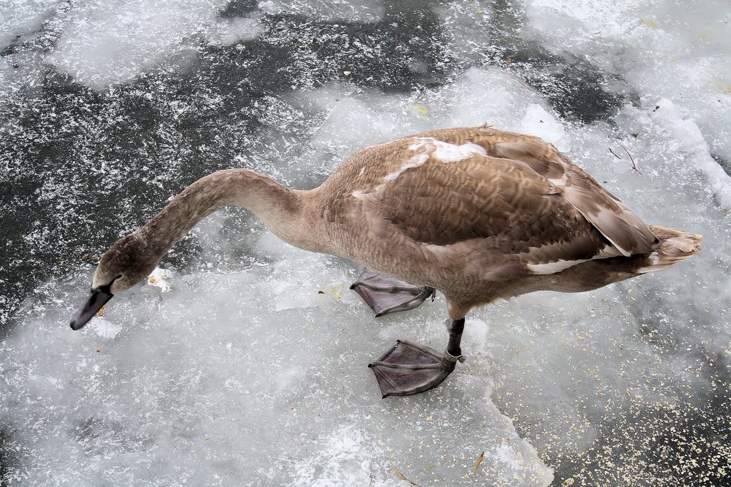 The ugly duckling Dec. 4, 2010 by Mikkel Jellesen