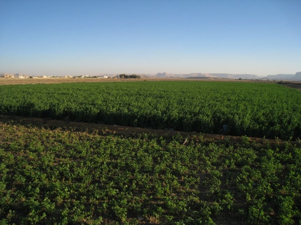 Beautiful farm, West of Riyadh 2010-12-03(李伟摄影) by Shutter